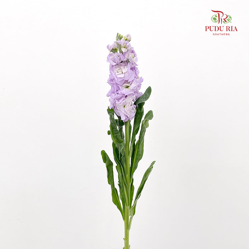 Matthiola Purple 紫罗兰 - (10 Stems)