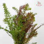 Fontanesia fortunei Carrière Autumn (Snowflake Leaf ) 雪柳叶 - (Per Bundle)