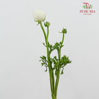 Ranunculus Cloni White 洋牡丹 - (8-10 Stems)