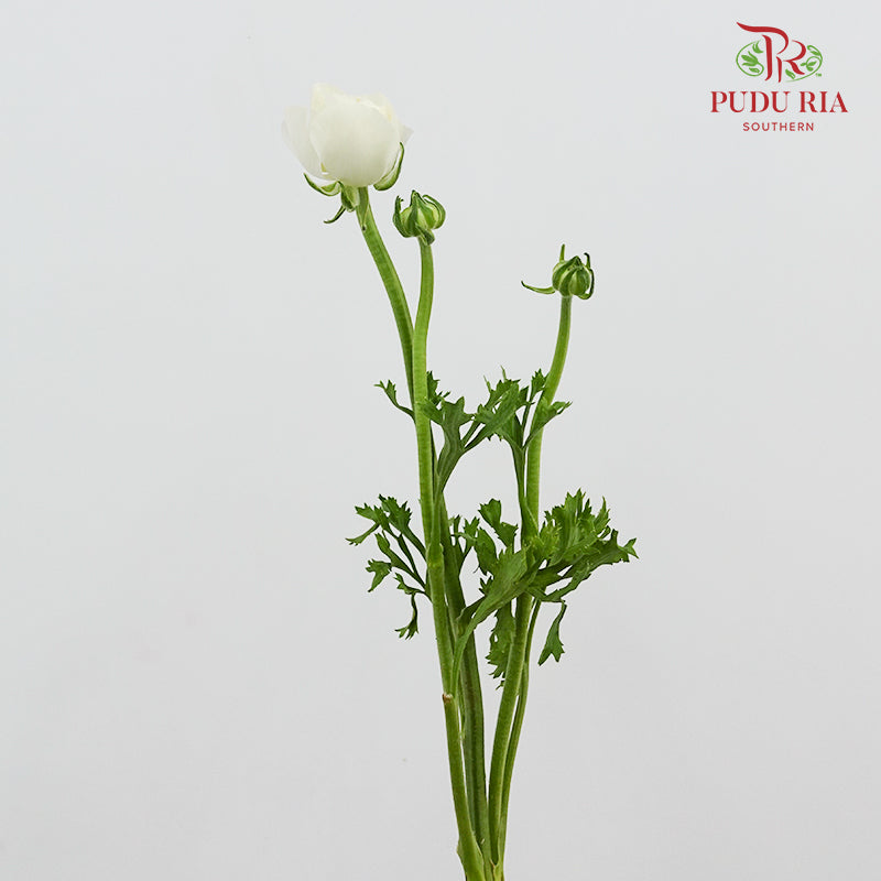 Ranunculus Cloni White 洋牡丹 - (8-10 Stems)