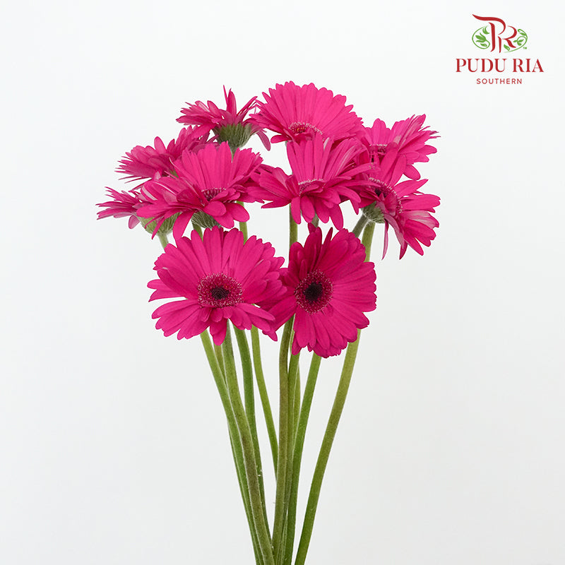 Gerbera Purple (8-10 Stems) - Pudu Ria Florist Southern