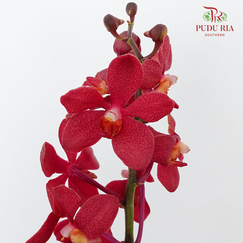 Mokara Orchid Red / 10 Stems - Pudu Ria Florist Southern