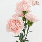 Carnation Joyce 康乃馨 - (8-10 Stems)
