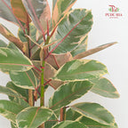 Ficus Ruby 3PP 60cm / 70cm