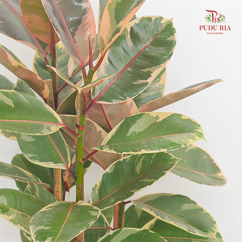 Ficus Ruby 3PP 60cm / 70cm