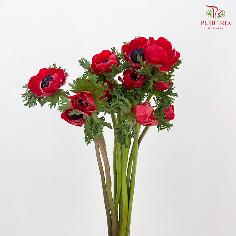 Anemone Hupehensis Red 银莲花 - (Per Bundle)