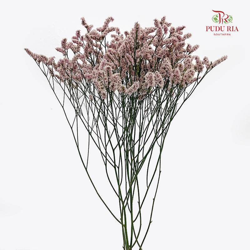 Limonium Sinese Light Pink (Caspia) 卡斯比亞 - (2 Stems)