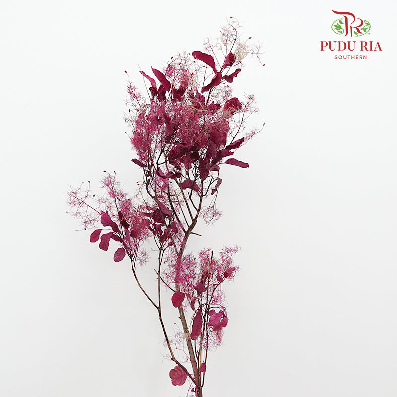 Dry Cotinus Magenta - Pudu Ria Florist Southern