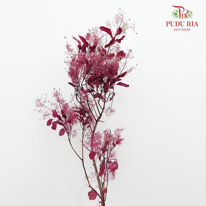 Dry Cotinus Magenta - Pudu Ria Florist Southern