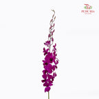 Dendrobium Orchid Dark Purple (XL) - (5 Stems)