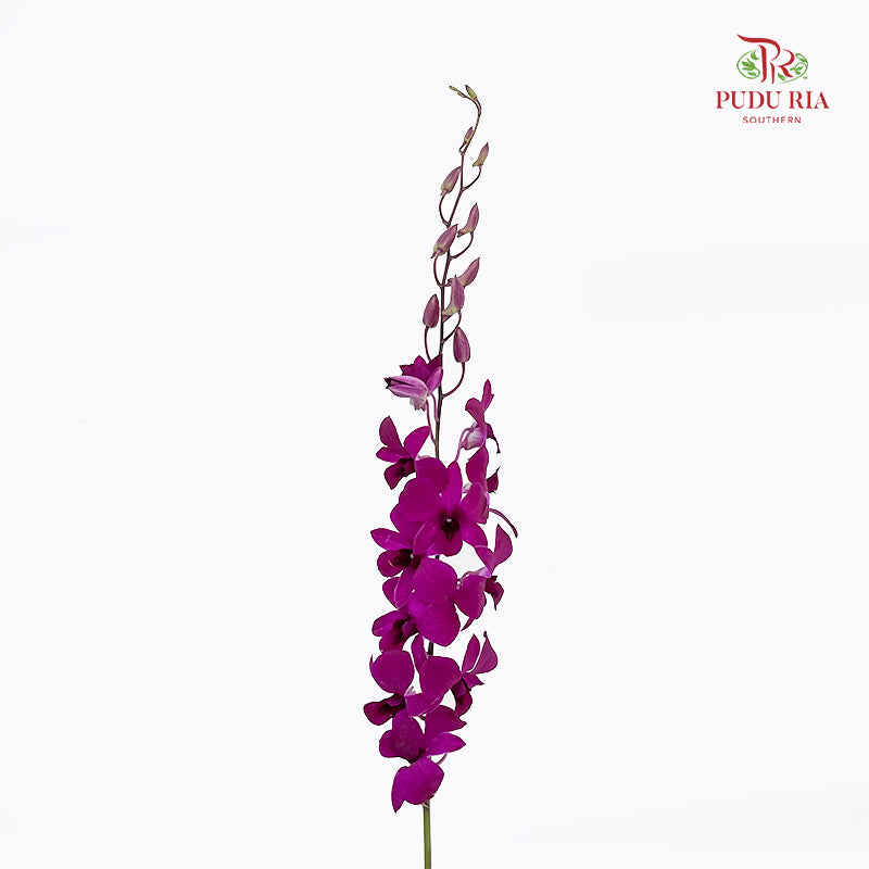 Dendrobium Orchid Dark Purple (XL) - (5 Stems)