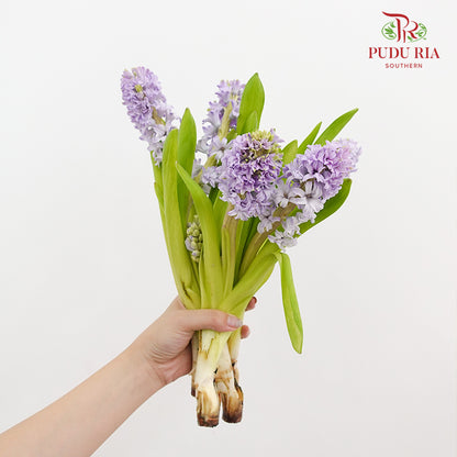 Hyacinthus Purple - (5 Stems)