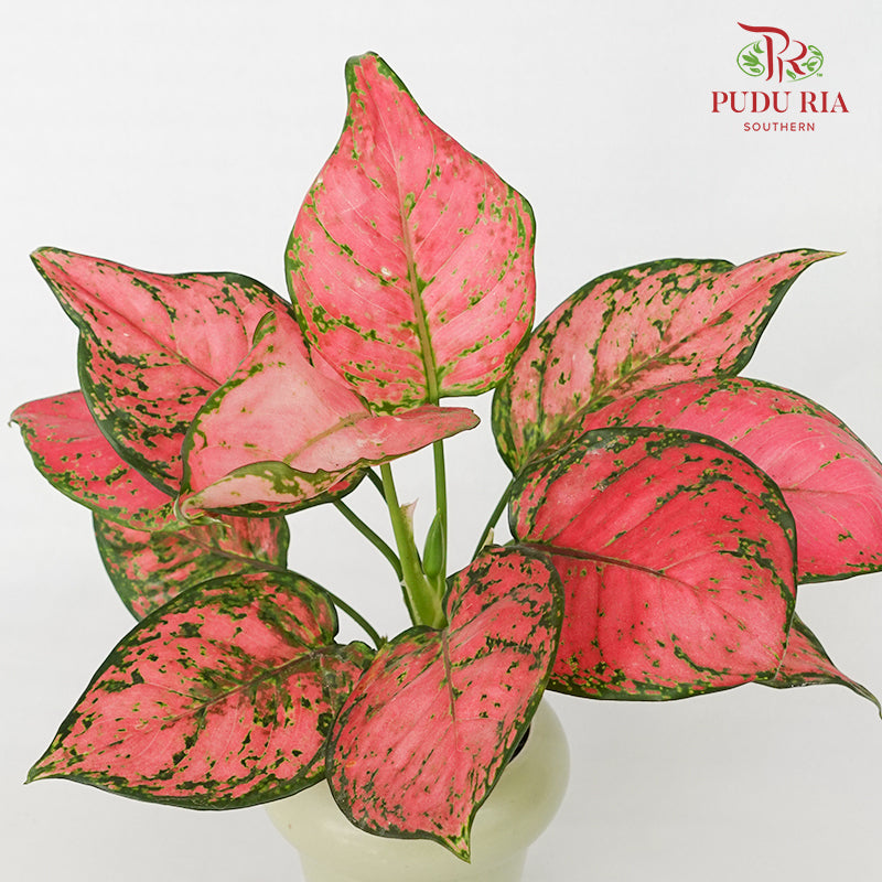 CNY Potted Plant Arrangement 2024#36