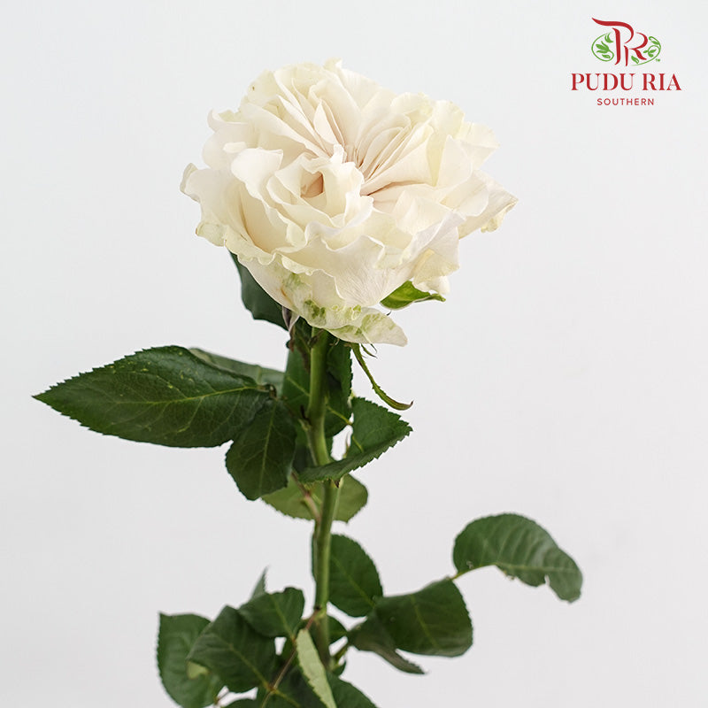 Rose Cotton X-Pression - (15 Stems)