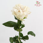 Rose Cotton X-Pression - (15 Stems)