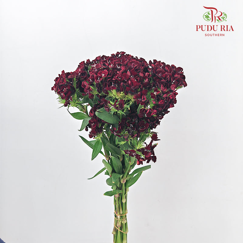 Phlox Red 福禄考 - (Per Bundle)