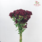Phlox Red 福禄考 - (Per Bundle)