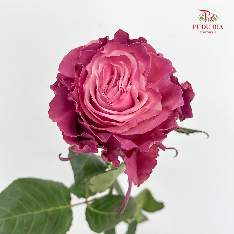 Rose Mondial Dyed Mauve Roses - (8-10 Stems)