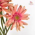 Gerbera Pasta Pink - (8-10 Stems)