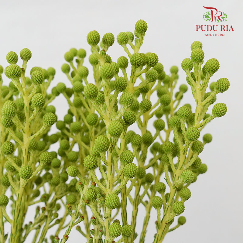 Berzelia Coral Green 饰球花属 - (Per Bundle)
