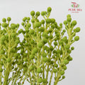 Berzelia Coral Green 饰球花属 - (Per Bundle)