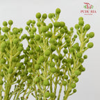 Berzelia Coral Green 饰球花属 - (Per Bundle)