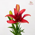 Tiger Lily Red - (5 Stems)