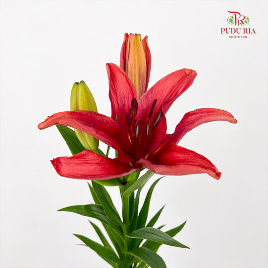Tiger Lily Red - (5 Stems)