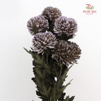 Peony Chrysanthemum Dyed Black 牡丹菊 - (5 Stems)