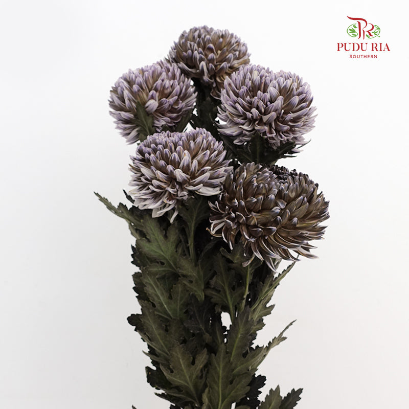 Peony Chrysanthemum Dyed Black 牡丹菊 - (5 Stems)
