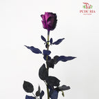 Rose Mondial Dyed Starry Galaxy (8-10 Stems) - Pudu Ria Florist Southern