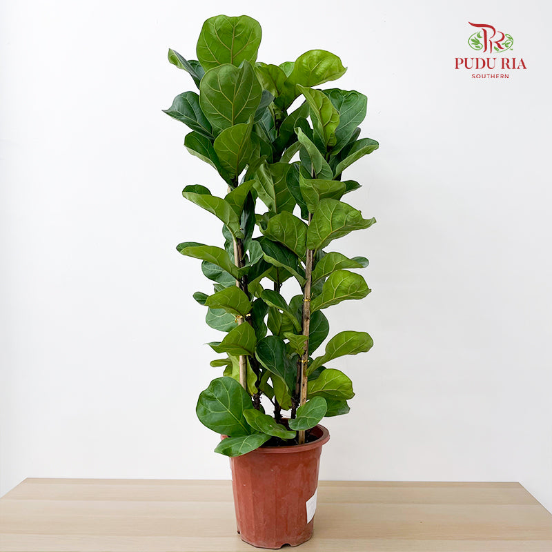 Ficus Lyrata 3PP - (100-110CM)