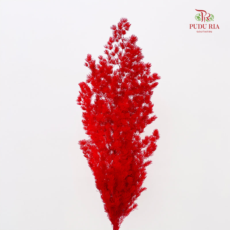 Preservative Asparagus Fern Red