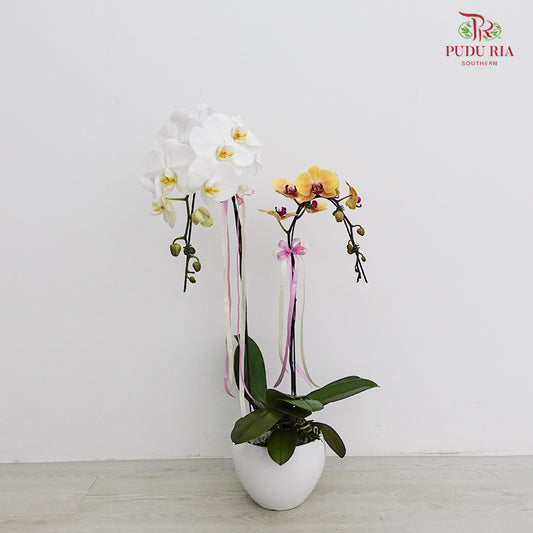 Phalaenopsis Orchid Arrangement (2 stems)