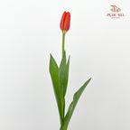 Tulip Orange 郁金香 - (8-10 Stems)