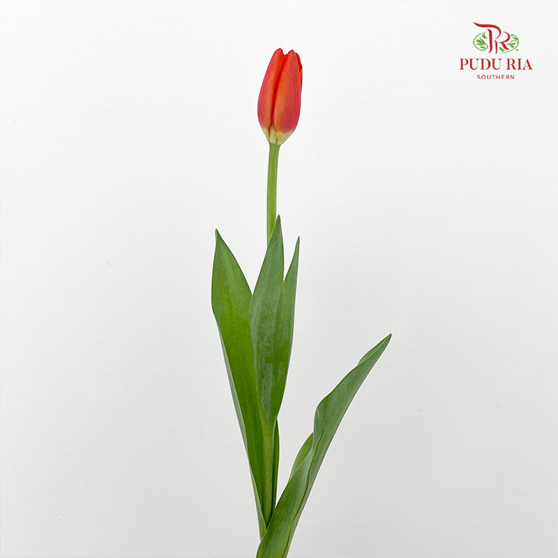 Tulip Orange 郁金香 - (8-10 Stems)