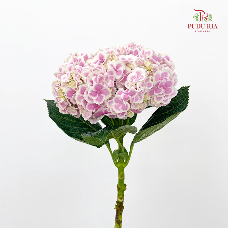 Hydrangea Tone Pink - (Per Stem)