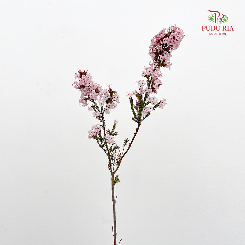 Erica Pink - (Per Bundle)