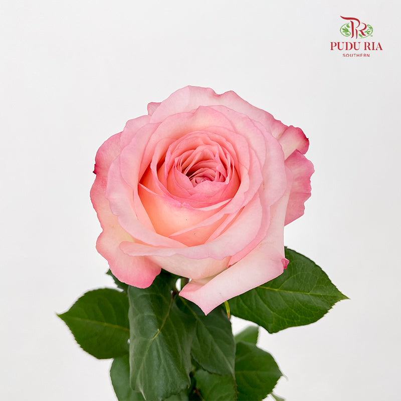 Rose Joyce - (10-12 Stems)