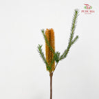 Banksia Orange 佛塔树 - (2 Stems)