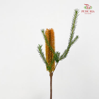 Banksia 佛塔树 - (2 Stems)