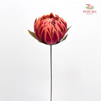 Dry Protea - 2 Stems