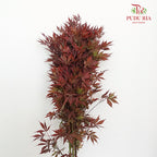 Maple Leaf - Pudu Ria Florist Southern