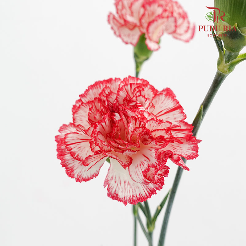 Carnation Sorriso 康乃馨 - (8-10 Stems)
