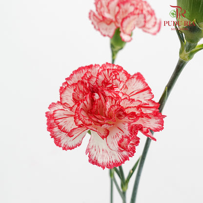 Carnation Sorriso 康乃馨 - (8-10 Stems)