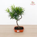 Podocarpus S 20CM