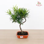 Podocarpus S 20CM