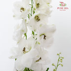 Delphinium Delladonra White - 5 Stems - Pudu Ria Florist Southern