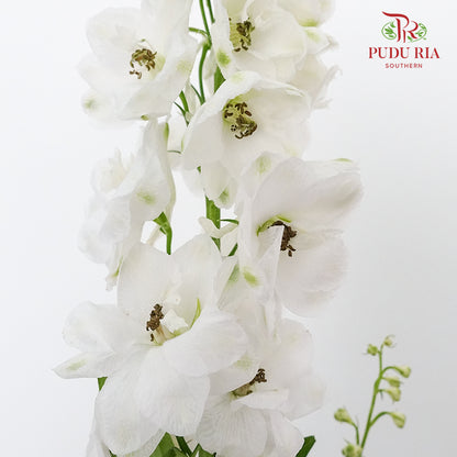 Delphinium Delladonra White - 5 Stems - Pudu Ria Florist Southern