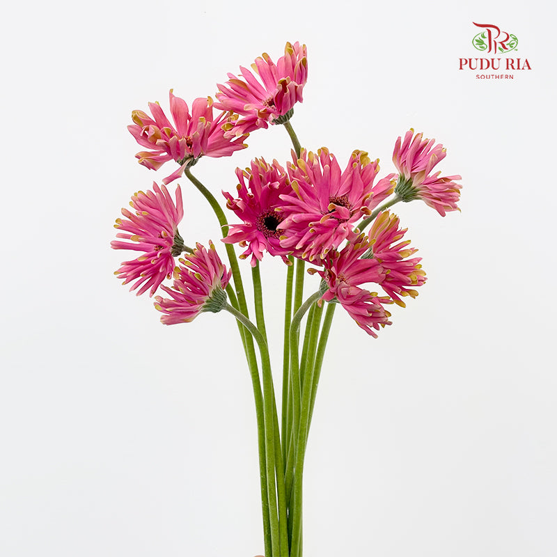 Gerbera Pasta Pink 卷邊非洲菊 - (8-10 Stems)